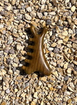 massager - snail shaped scalp and face massager